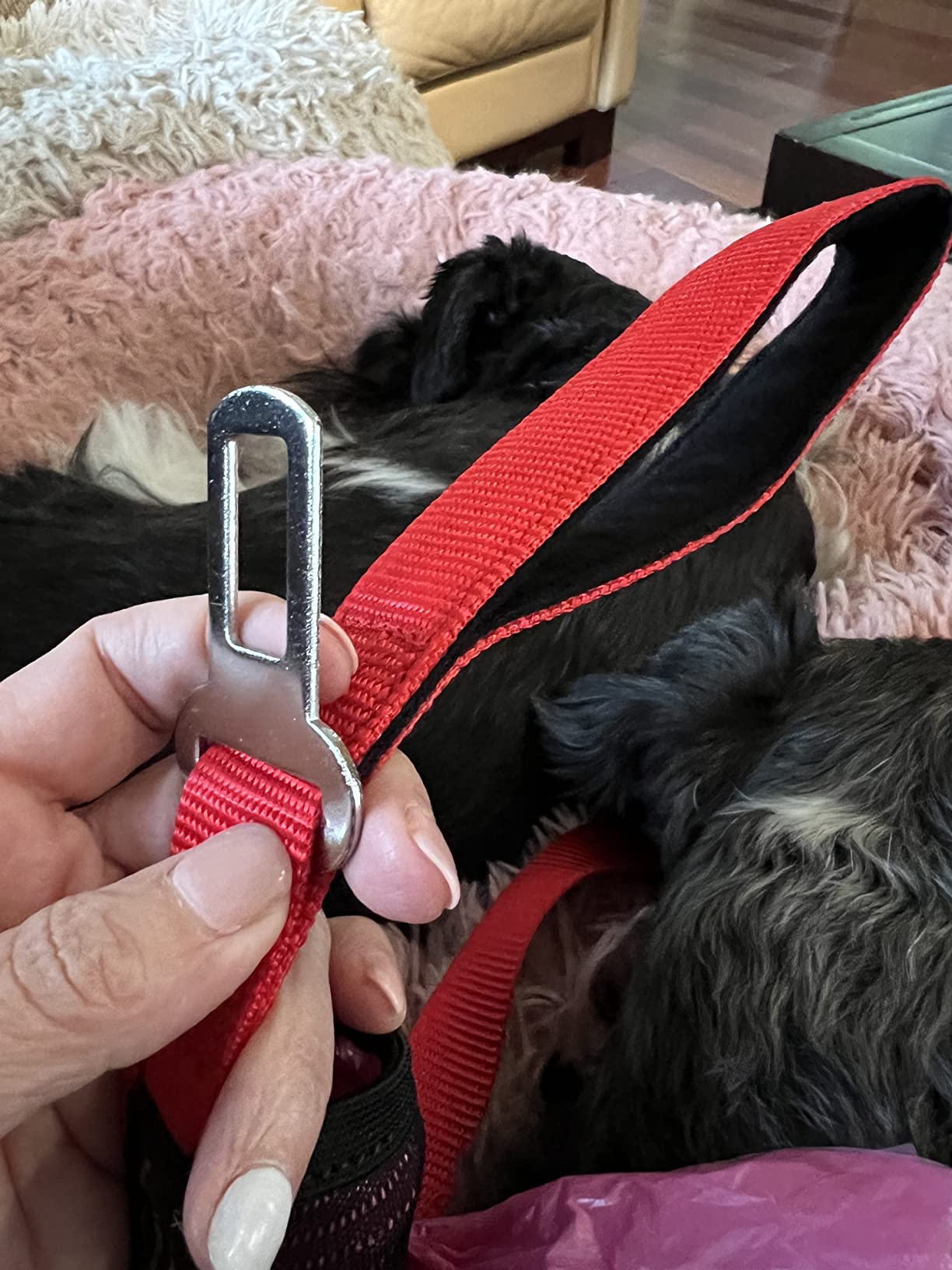 Love this leash