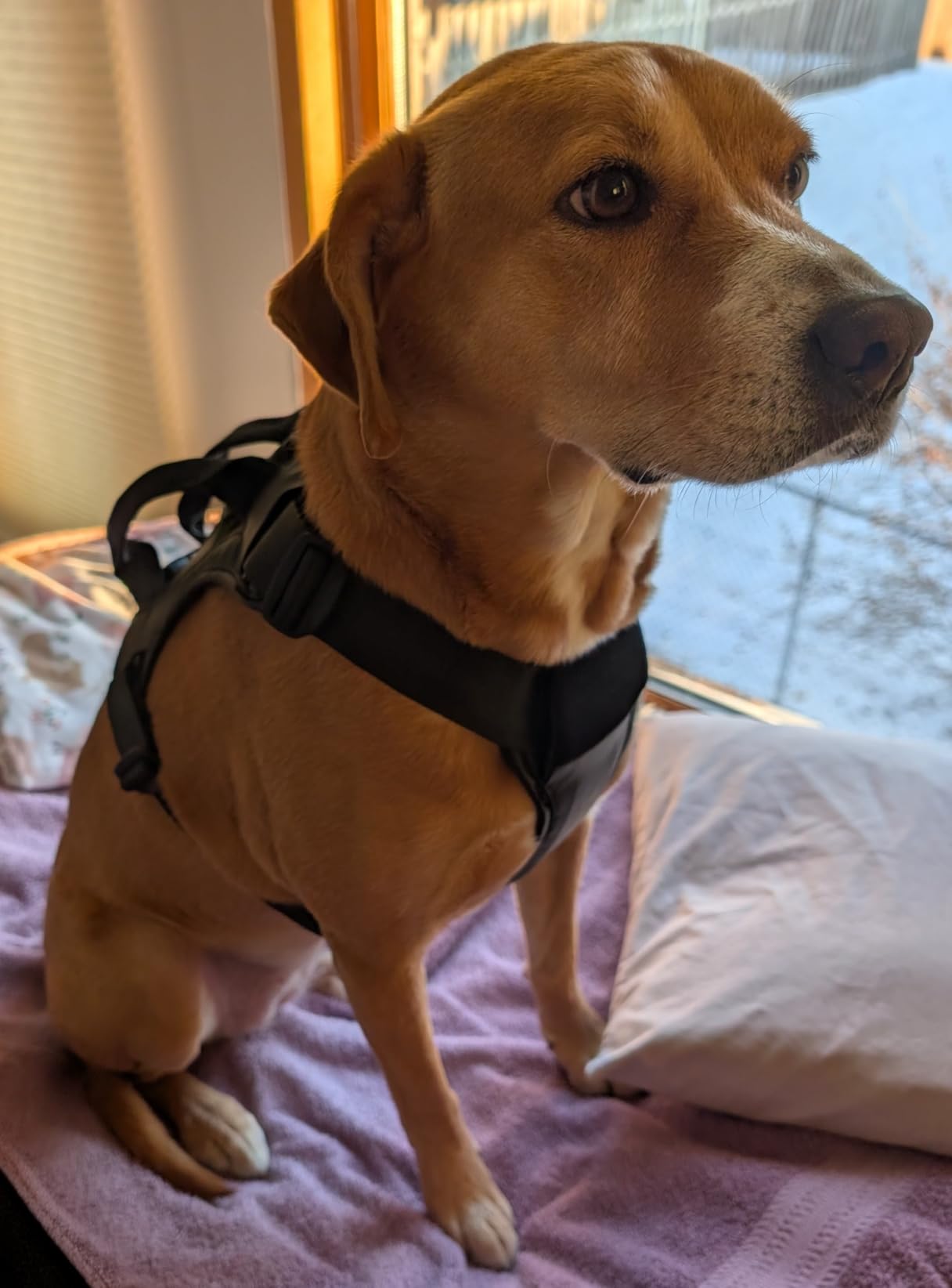 Excellent safety harness