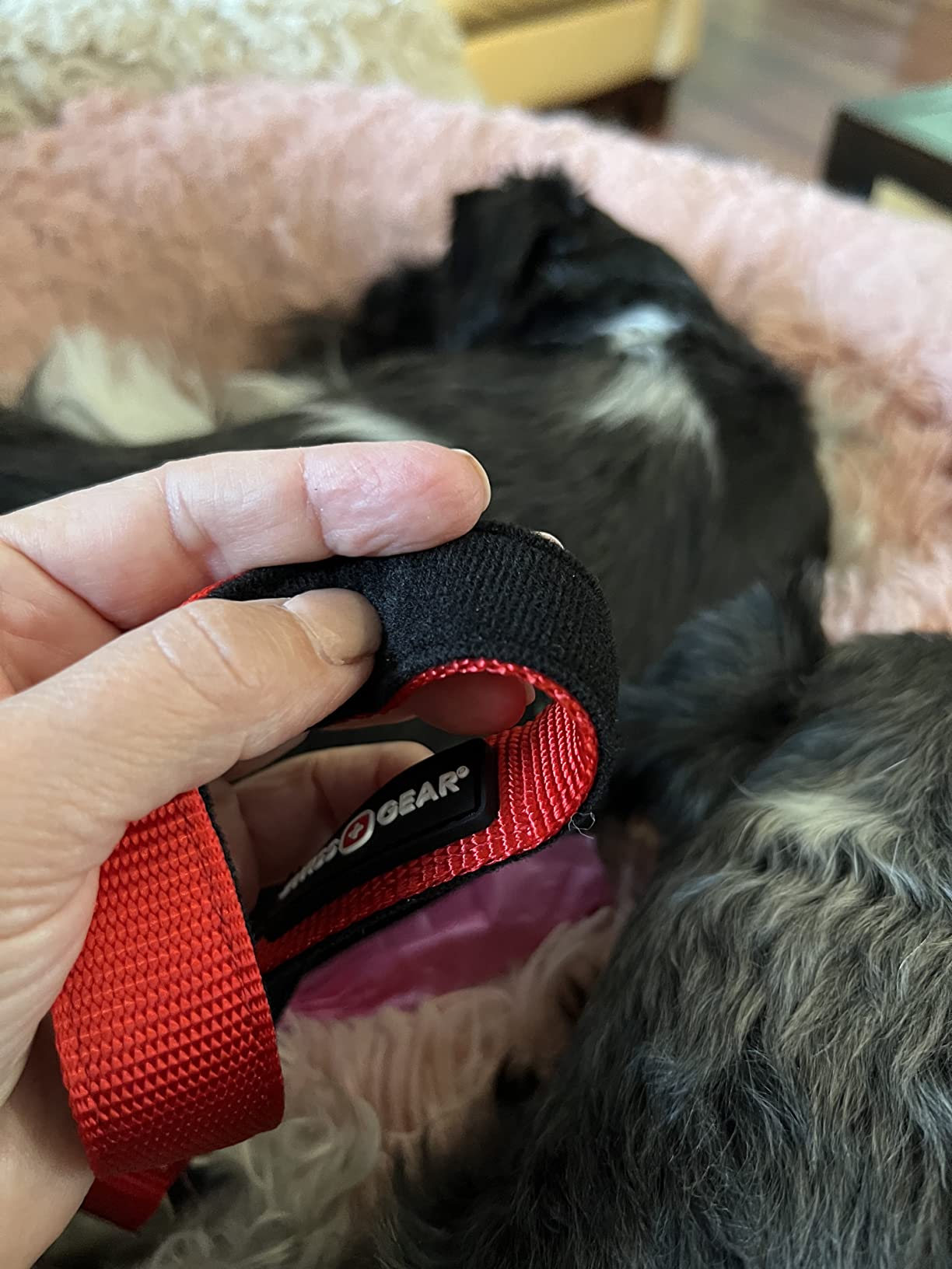 Great leash for the price