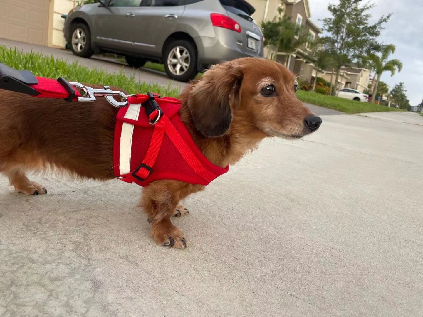 Good leash, but bulky