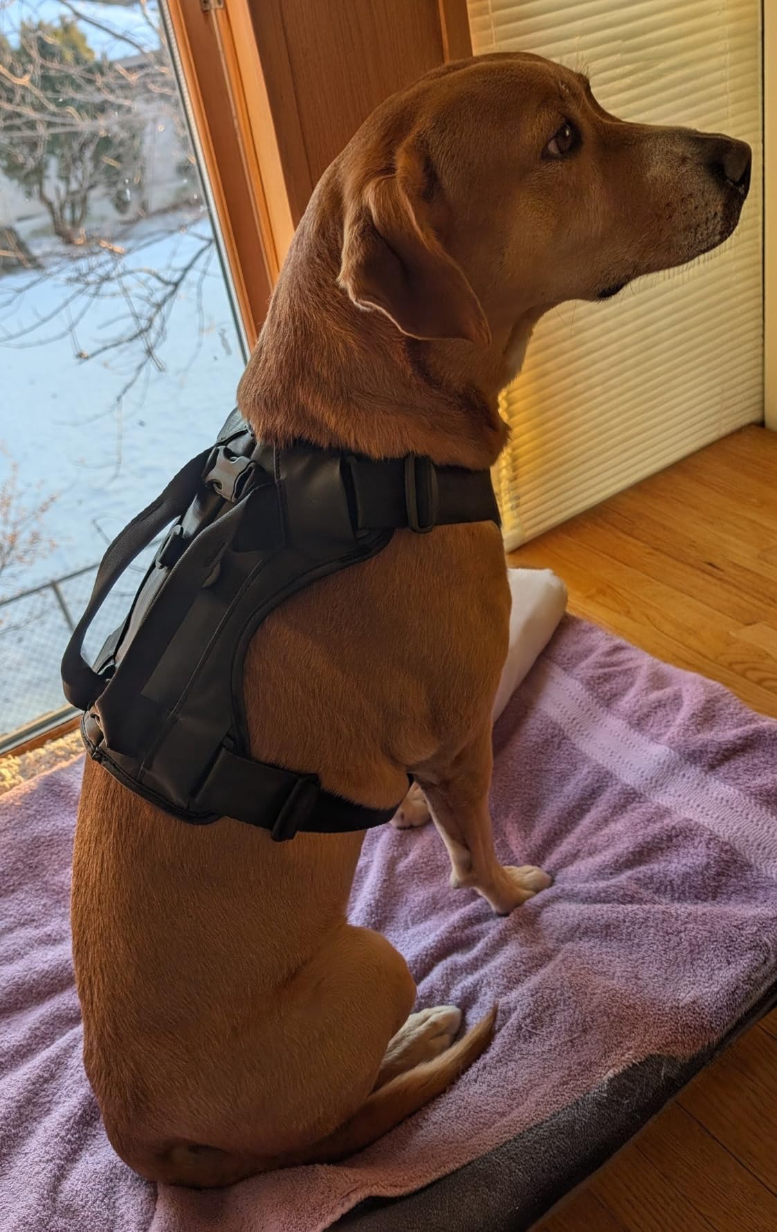 Great for anxious dogs