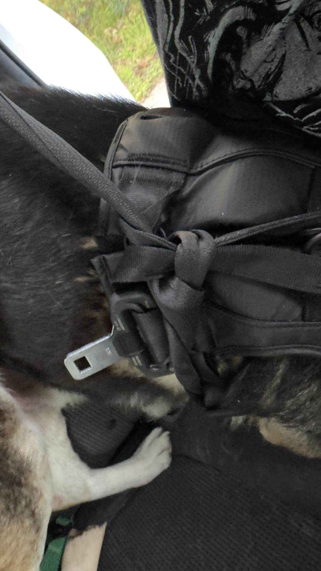 Not for my dog