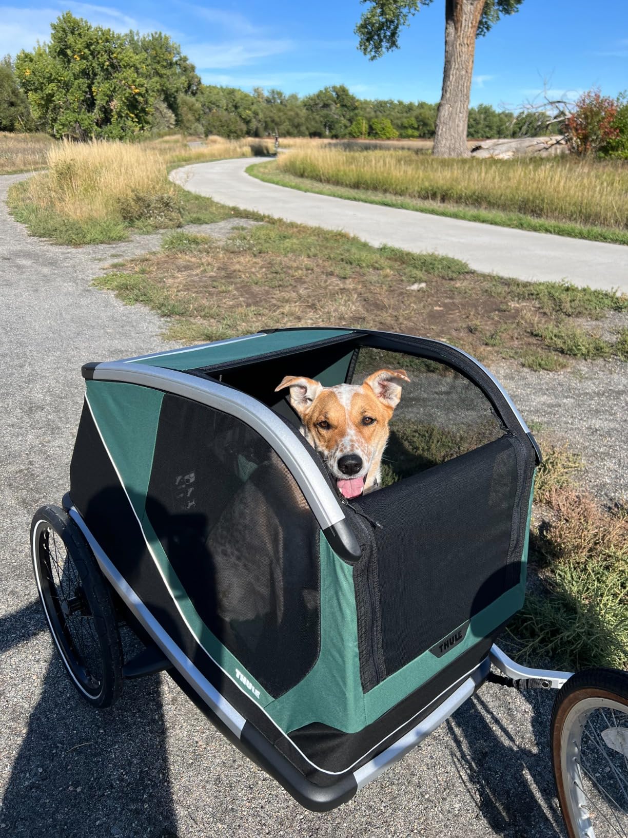 Not perfect for larger dogs