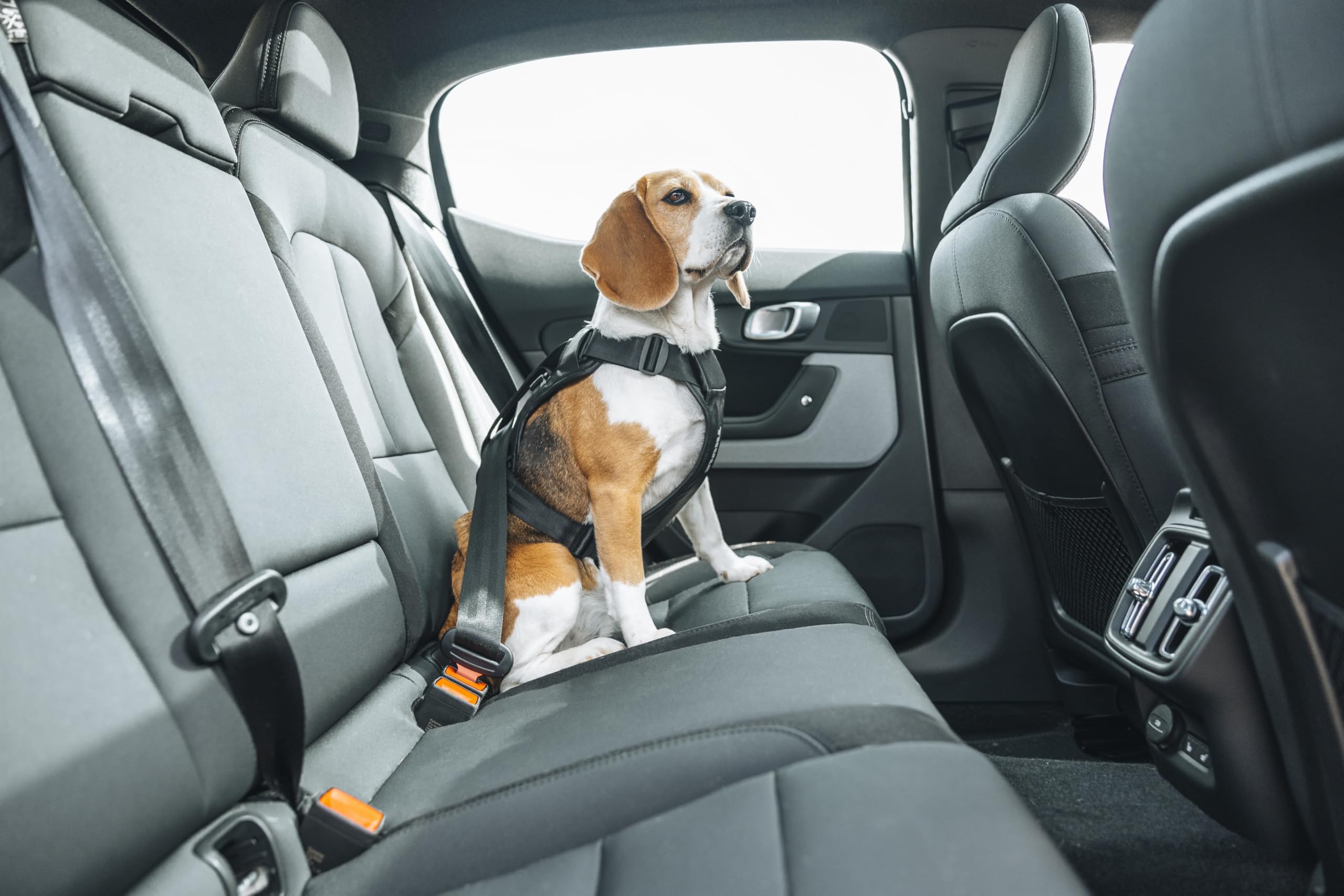 thule-cappy-dog-harness-m-crash-tested-safety-harness image 8