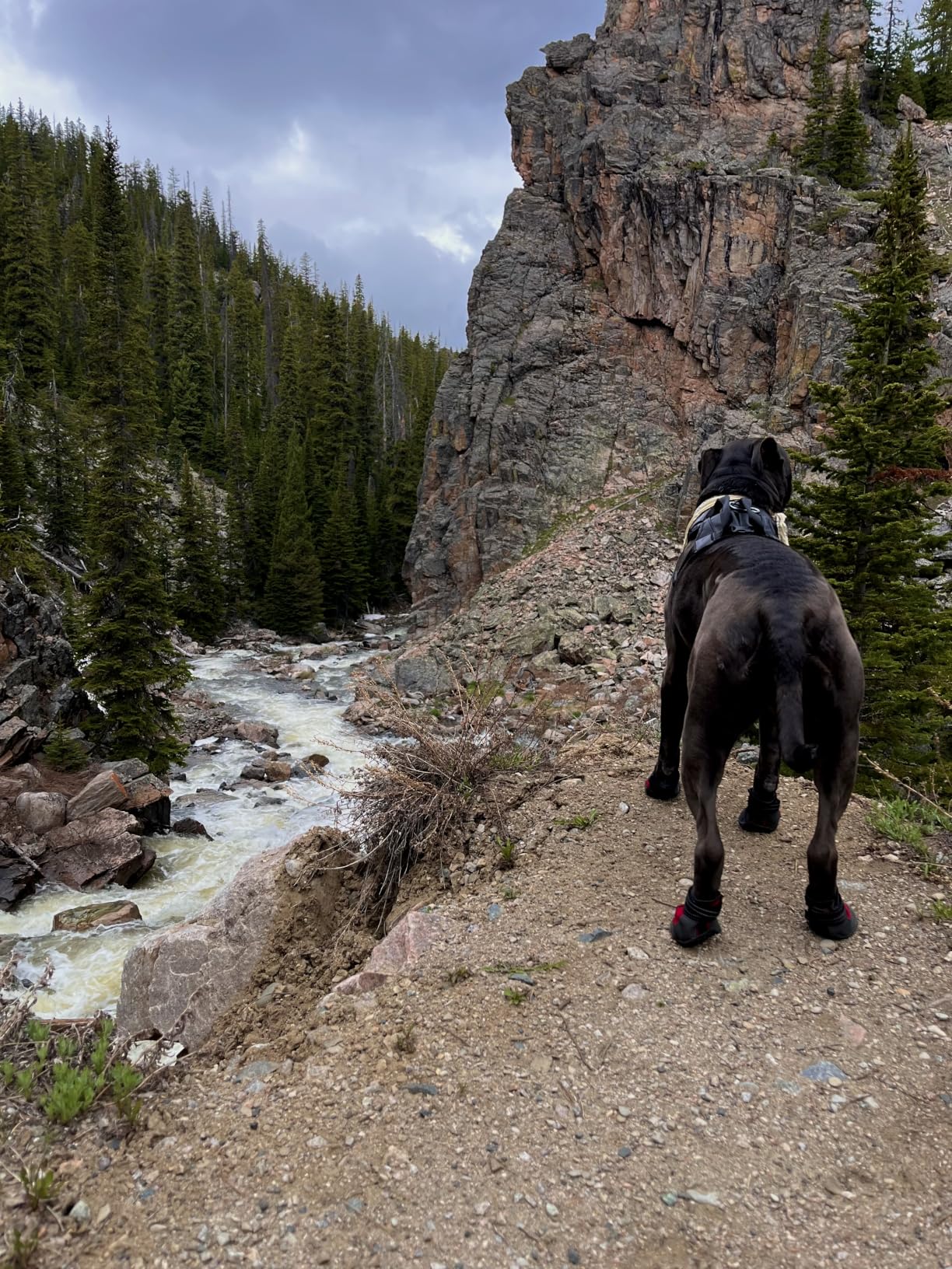 Best harness we've tried