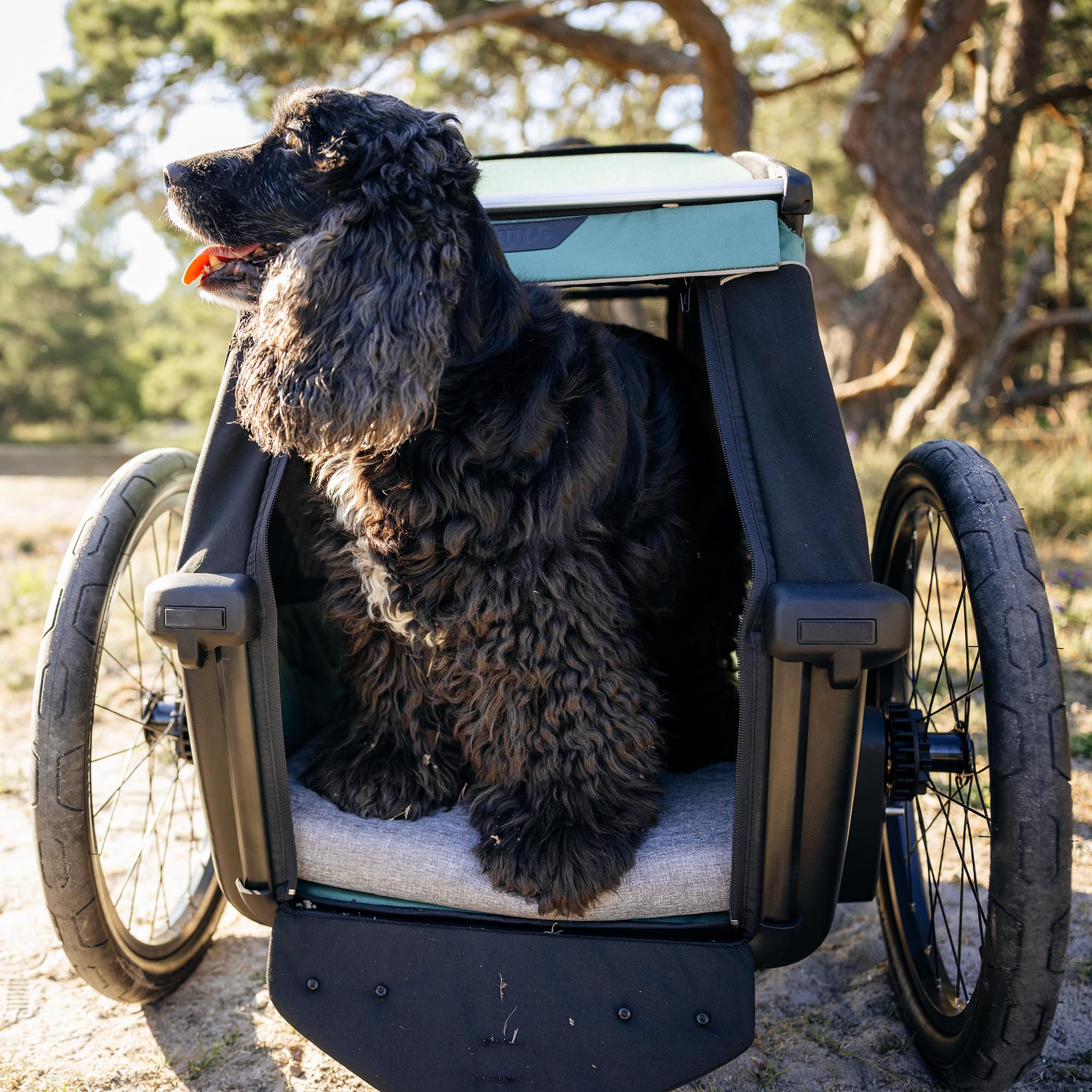 thule-bexey-pet-bike-trailer-for-small-large-dogs-medium-size-foldable-padded-in image 7